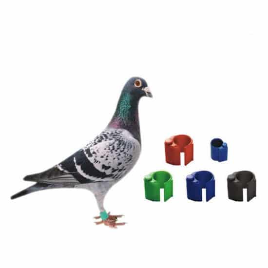racing pigeon tracking devices rings